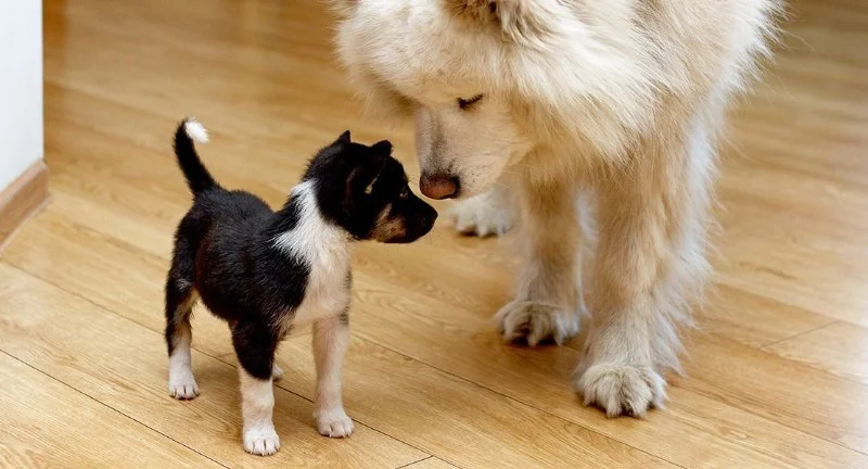 How to Introduce a New Puppy or Kitten to Your Older Pet: Tips for a Smooth Transition