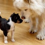 How to Introduce a New Puppy or Kitten to Your Older Pet: Tips for a Smooth Transition