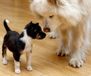 How to Introduce a New Puppy or Kitten to Your Older Pet: Tips for a Smooth Transition