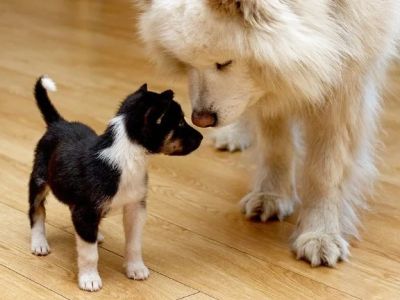 How to Introduce a New Puppy or Kitten to Your Older Pet: Tips for a Smooth Transition
