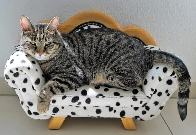 Understanding Cat Obesity: Health Risks and Prevention Tips