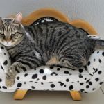 Understanding Cat Obesity: Health Risks and Prevention Tips