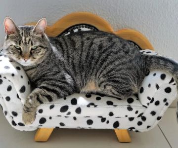 Understanding Cat Obesity: Health Risks and Prevention Tips