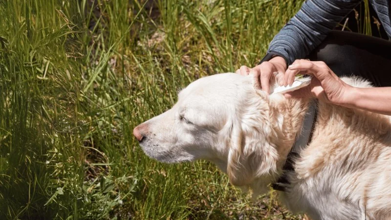 How to Prevent Heartworm Disease in Pets: Prevention and Treatment Options