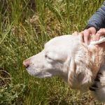How to Prevent Heartworm Disease in Pets: Prevention and Treatment Options