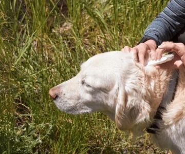 How to Prevent Heartworm Disease in Pets: Prevention and Treatment Options