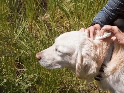 How to Prevent Heartworm Disease in Pets: Prevention and Treatment Options