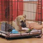 Best Methods for Crate Training a Puppy Successfully: Tips and Techniques
