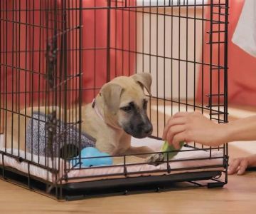 Best Methods for Crate Training a Puppy Successfully: Tips and Techniques