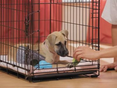 Best Methods for Crate Training a Puppy Successfully: Tips and Techniques