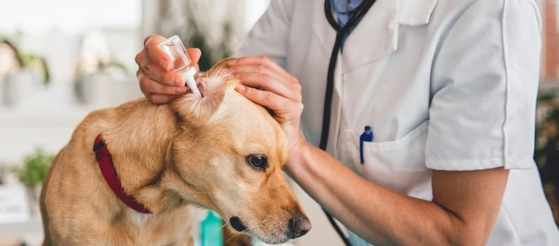 How to Safely Administer Ear Drops to Your Pet