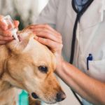 How to Safely Administer Ear Drops to Your Pet