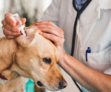 How to Safely Administer Ear Drops to Your Pet
