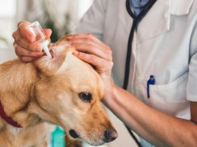 How to Safely Administer Ear Drops to Your Pet