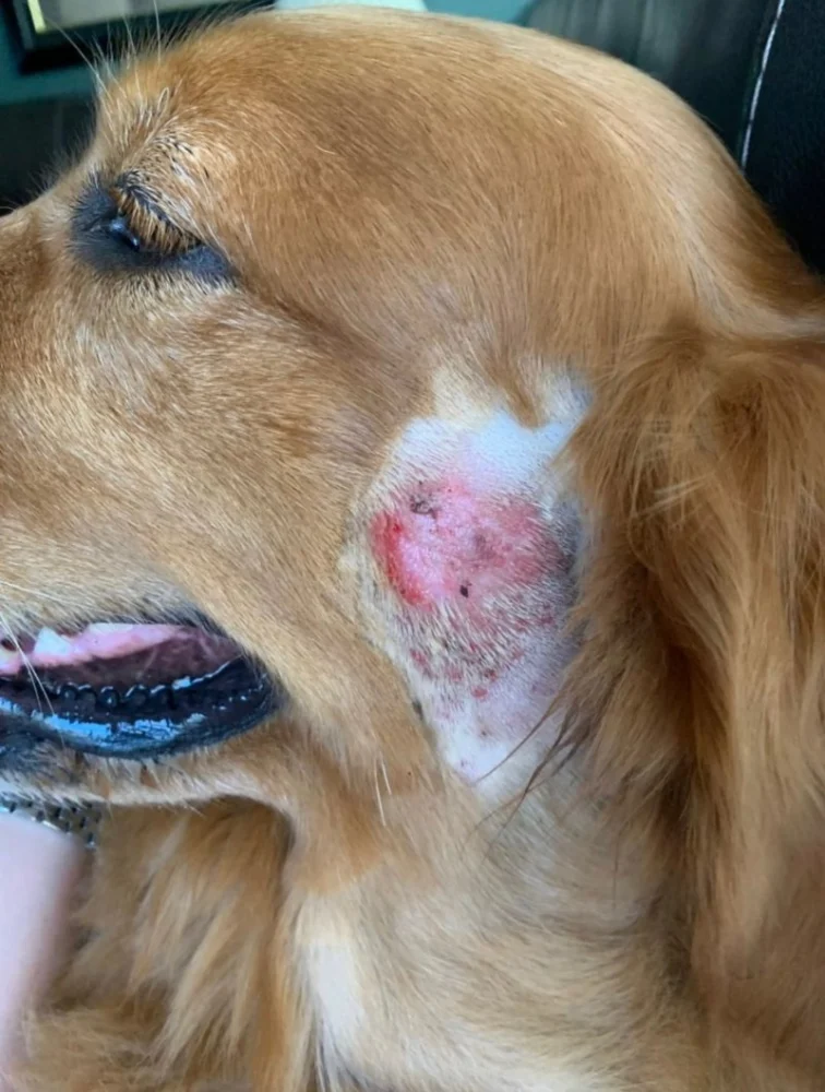 How to Spot and Treat Hot Spots on Dogs