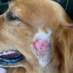 How to Spot and Treat Hot Spots on Dogs