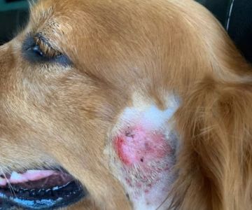 How to Spot and Treat Hot Spots on Dogs