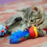 Tips for Keeping Indoor Cats Happy and Stimulated – Expert Advice for Cat Owners