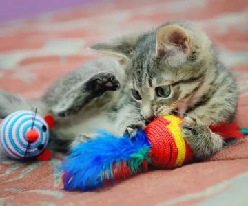Tips for Keeping Indoor Cats Happy and Stimulated – Expert Advice for Cat Owners