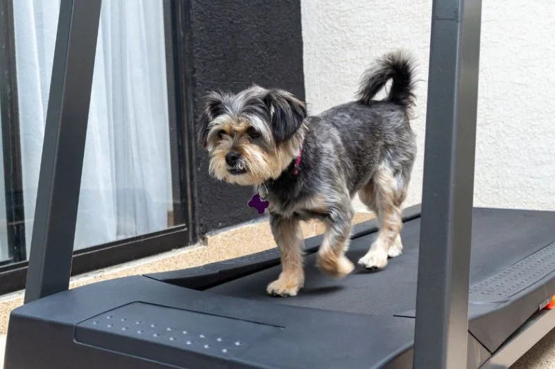 How to Provide Proper Exercise for Indoor Pets