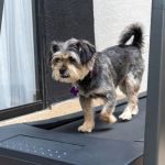 How to Provide Proper Exercise for Indoor Pets