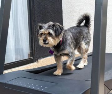 How to Provide Proper Exercise for Indoor Pets