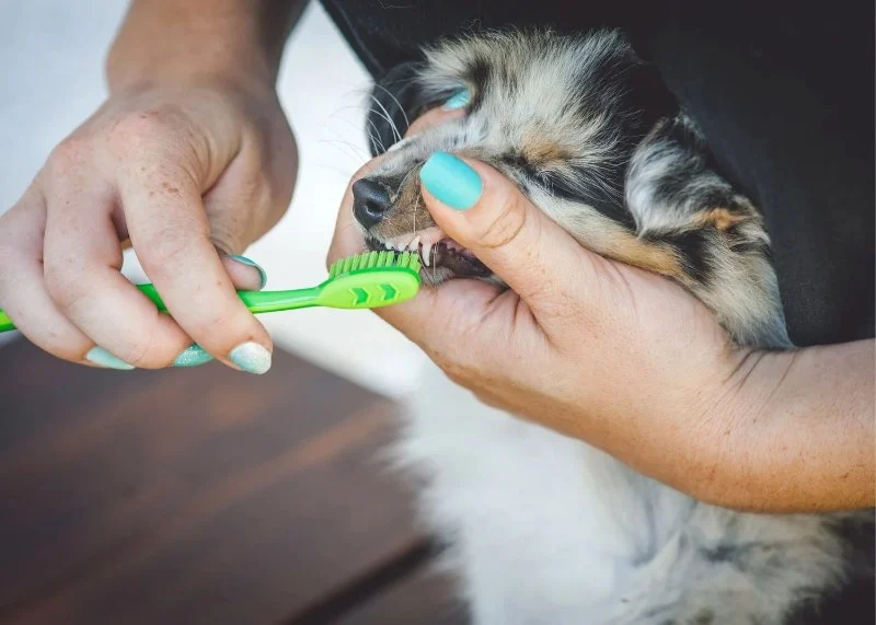 How to Care for Your Pet's Teeth and Gums