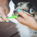 How to Care for Your Pet's Teeth and Gums