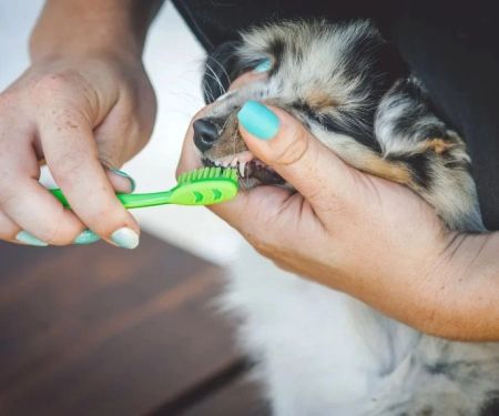 How to Care for Your Pet's Teeth and Gums