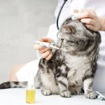 How to Spot and Treat Thyroid Problems in Cats and Dogs