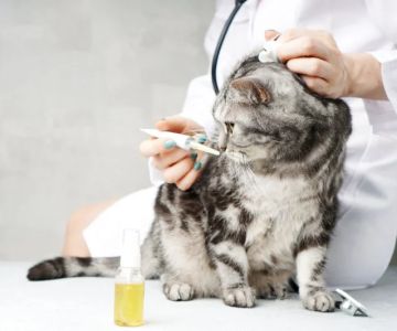 How to Spot and Treat Thyroid Problems in Cats and Dogs