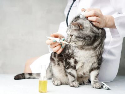 How to Spot and Treat Thyroid Problems in Cats and Dogs
