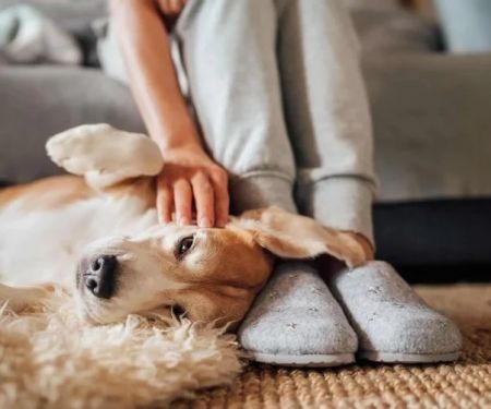 How to Help Your Pet Overcome Separation Anxiety: Effective Strategies