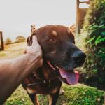 How to Care for Your Pet During Hot Weather: Essential Tips for Pet Owners