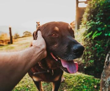How to Care for Your Pet During Hot Weather: Essential Tips for Pet Owners