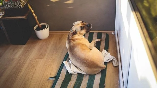 How to Help Your Pet Adapt to a New Routine