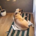 How to Help Your Pet Adapt to a New Routine