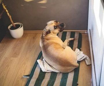 How to Help Your Pet Adapt to a New Routine