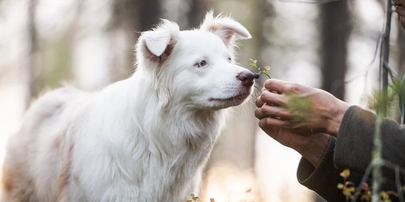 Managing Your Pet's Stress and Anxiety: Tips for Owners in 2024