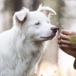 Managing Your Pet's Stress and Anxiety: Tips for Owners in 2024