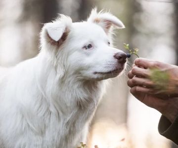 Managing Your Pet's Stress and Anxiety: Tips for Owners in 2024