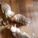 How to Encourage Healthy Eating Habits in Puppies: Tips for a Happy, Healthy Pup