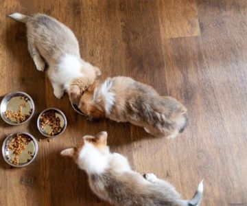 How to Encourage Healthy Eating Habits in Puppies: Tips for a Happy, Healthy Pup