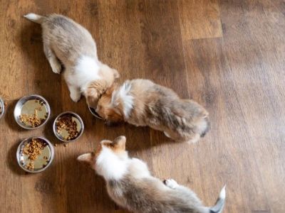 How to Encourage Healthy Eating Habits in Puppies: Tips for a Happy, Healthy Pup