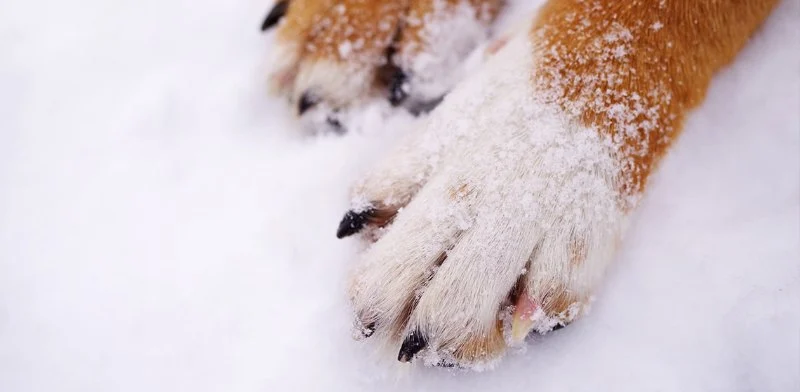 How to Protect Your Pet’s Paws from Extreme Weather Conditions