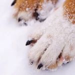 How to Protect Your Pet’s Paws from Extreme Weather Conditions