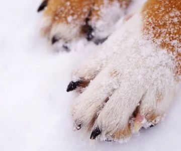 How to Protect Your Pet’s Paws from Extreme Weather Conditions