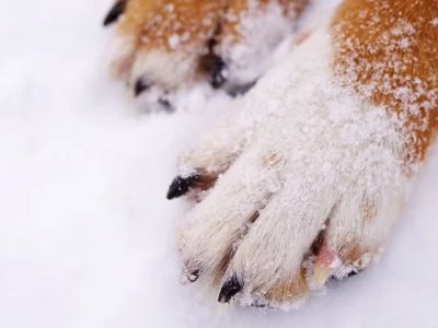 How to Protect Your Pet’s Paws from Extreme Weather Conditions