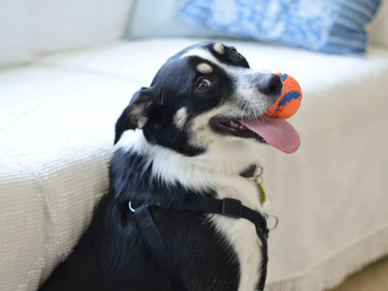 How to Improve Your Pet’s Mental Health with Enrichment Activities