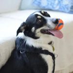 How to Improve Your Pet’s Mental Health with Enrichment Activities